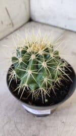 Echinocactus Grusonii "Poltrona de Sogra"  Nº 04 - vaso 11 - Imagem 9