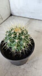 Echinocactus Grusonii "Poltrona de Sogra"  Nº 04 - vaso 11 - Imagem 8