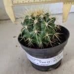 Echinocactus Grusonii "Poltrona de Sogra"  Nº 04 - vaso 11