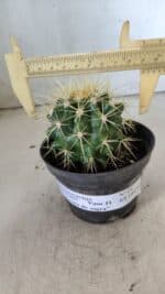 Echinocactus Grusonii "Poltrona de Sogra"  Nº 04 - vaso 11