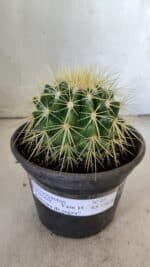 Echinocactus Grusonii "Poltrona de Sogra"  Nº 05 - vaso 15 - Imagem 2