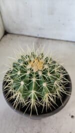 Echinocactus Grusonii "Poltrona de Sogra"  Nº 05 - vaso 15 - Imagem 9