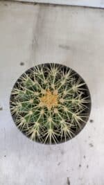 Echinocactus Grusonii "Poltrona de Sogra"  Nº 05 - vaso 15 - Imagem 3