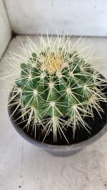 Echinocactus Grusonii "Poltrona de Sogra"  Nº 05 - vaso 15 - Imagem 8