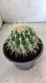 Echinocactus Grusonii "Poltrona de Sogra"  Nº 05 - vaso 15 - Imagem 7