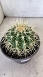 Echinocactus Grusonii "Poltrona de Sogra"  Nº 05 - vaso 15 - Imagem 6