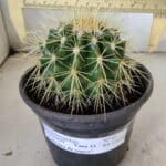 Echinocactus Grusonii "Poltrona de Sogra"  Nº 05 - vaso 15