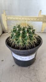 Echinocactus Grusonii "Poltrona de Sogra"  Nº 05 - vaso 15