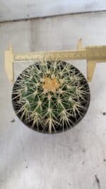 Echinocactus Grusonii "Poltrona de Sogra"  Nº 05 - vaso 15 - Imagem 5