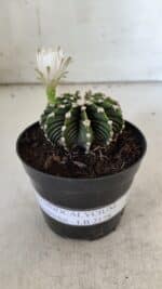 GYMNOCALYCIUM Friedrichii LB 2178 - Nº 24 – vaso 09 - Imagem 2