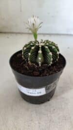 GYMNOCALYCIUM Friedrichii LB 2178 - Nº 24 – vaso 09 - Imagem 7