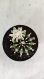 GYMNOCALYCIUM Friedrichii LB 2178 - Nº 24 – vaso 09 - Imagem 3