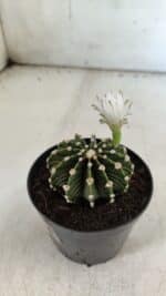 GYMNOCALYCIUM Friedrichii LB 2178 - Nº 24 – vaso 09 - Imagem 6