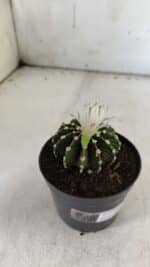 GYMNOCALYCIUM Friedrichii LB 2178 - Nº 24 – vaso 09 - Imagem 5