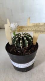 GYMNOCALYCIUM Friedrichii LB 2178 - Nº 24 – vaso 09