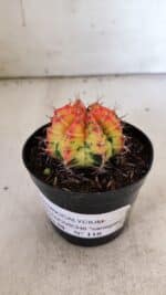 GYMNOCALYCIUM Mihanovichii Variegata Nº 110 – vaso 09 - Imagem 2