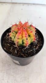 GYMNOCALYCIUM Mihanovichii Variegata Nº 110 – vaso 09 - Imagem 8