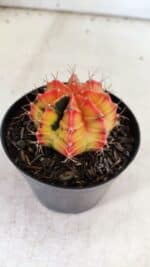 GYMNOCALYCIUM Mihanovichii Variegata Nº 110 – vaso 09 - Imagem 7