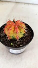 GYMNOCALYCIUM Mihanovichii Variegata Nº 110 – vaso 09 - Imagem 6