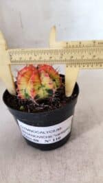 GYMNOCALYCIUM Mihanovichii Variegata Nº 110 – vaso 09