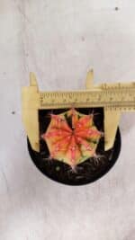 GYMNOCALYCIUM Mihanovichii Variegata Nº 110 – vaso 09 - Imagem 5