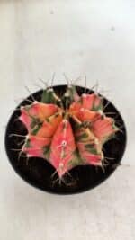 GYMNOCALYCIUM Mihanovichii Variegata Nº 112 – vaso 09 - Imagem 10