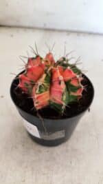 GYMNOCALYCIUM Mihanovichii Variegata Nº 112 – vaso 09 - Imagem 9