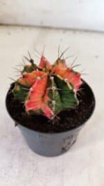 GYMNOCALYCIUM Mihanovichii Variegata Nº 112 – vaso 09 - Imagem 8