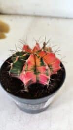 GYMNOCALYCIUM Mihanovichii Variegata Nº 112 – vaso 09 - Imagem 7