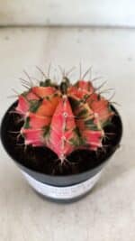 GYMNOCALYCIUM Mihanovichii Variegata Nº 112 – vaso 09 - Imagem 6