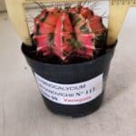 GYMNOCALYCIUM Mihanovichii Variegata Nº 112 – vaso 09