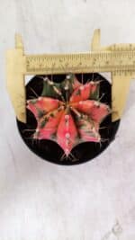 GYMNOCALYCIUM Mihanovichii Variegata Nº 112 – vaso 09 - Imagem 5