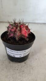 GYMNOCALYCIUM Mihanovichii Variegata Nº 113 – vaso 09 - Imagem 2