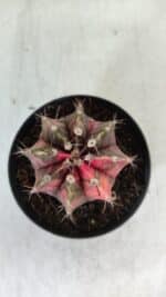 GYMNOCALYCIUM Mihanovichii Variegata Nº 113 – vaso 09 - Imagem 3