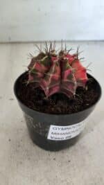 GYMNOCALYCIUM Mihanovichii Variegata Nº 113 – vaso 09 - Imagem 9