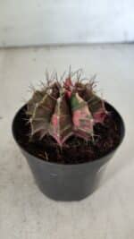 GYMNOCALYCIUM Mihanovichii Variegata Nº 113 – vaso 09 - Imagem 8