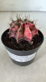 GYMNOCALYCIUM Mihanovichii Variegata Nº 113 – vaso 09 - Imagem 6