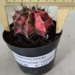 GYMNOCALYCIUM Mihanovichii Variegata Nº 113 – vaso 09