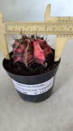 GYMNOCALYCIUM Mihanovichii Variegata Nº 113 – vaso 09