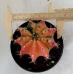 GYMNOCALYCIUM Mihanovichii Variegata Nº 71 – vaso 11 - Imagem 3