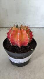 GYMNOCALYCIUM Mihanovichii Variegata Nº 71 – vaso 11