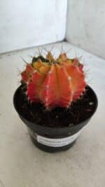 GYMNOCALYCIUM Mihanovichii Variegata Nº 71 – vaso 11 - Imagem 9