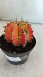 GYMNOCALYCIUM Mihanovichii Variegata Nº 71 – vaso 11 - Imagem 8