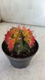 GYMNOCALYCIUM Mihanovichii Variegata Nº 71 – vaso 11 - Imagem 7