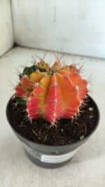 GYMNOCALYCIUM Mihanovichii Variegata Nº 71 – vaso 11 - Imagem 6