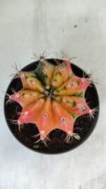 GYMNOCALYCIUM Mihanovichii Variegata Nº 71 – vaso 11 - Imagem 5