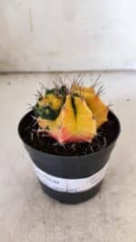 GYMNOCALYCIUM Mihanovichii Variegata Nº 73 – vaso 09 - Imagem 6