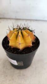 GYMNOCALYCIUM Mihanovichii Variegata Nº 73 – vaso 09 - Imagem 7