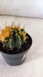 GYMNOCALYCIUM Mihanovichii Variegata Nº 73 – vaso 09 - Imagem 5