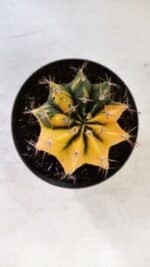 GYMNOCALYCIUM Mihanovichii Variegata Nº 73 – vaso 09 - Imagem 3